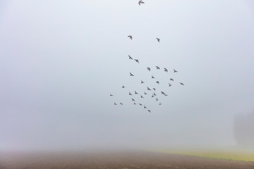 birds flying over misty landscape