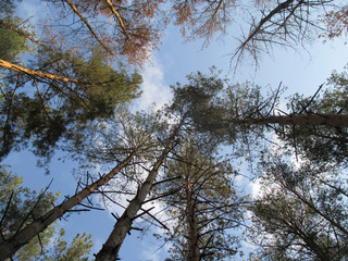 Forest landscape nature plant sky tree