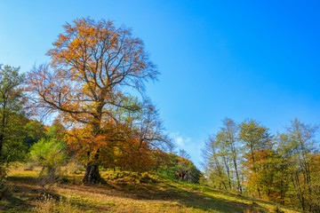 Colorful autumn landscape. Carpathian mountains, Romania, Europe.