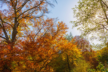 Colorful autumn landscape. Carpathian mountains, Romania, Europe.