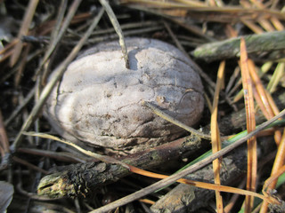 Forest landscape nature needles plant 