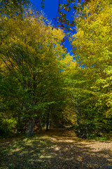 Colorful autumn landscape. Carpathian mountains, Romania, Europe.