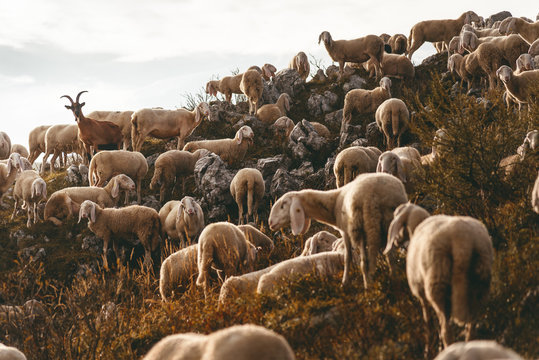 Schafherde im Sonnenaufgang auf dem Monte Baldo