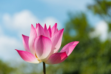 Beautiful pink lotus flower or science name Nelumbo is blooming with blue sky background