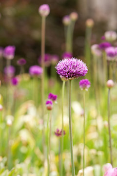Tall Purple Allium just opening up (also known as ornamental onion or garlic)