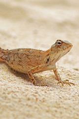 Reptil