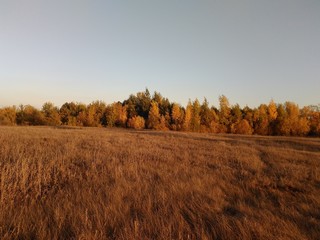 Fototapeta premium landscape with field and blue sky