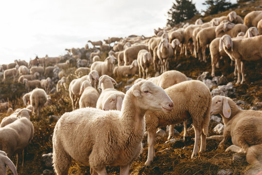 Schafherde im Sonnenaufgang auf dem Monte Baldo