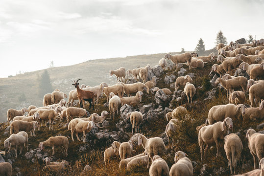 Schafherde im Sonnenaufgang auf dem Monte Baldo