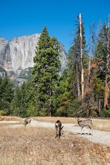 Venados en Yosemite Valey