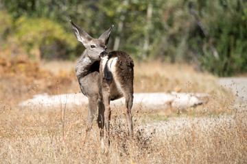 Venados en Yosemite Valey