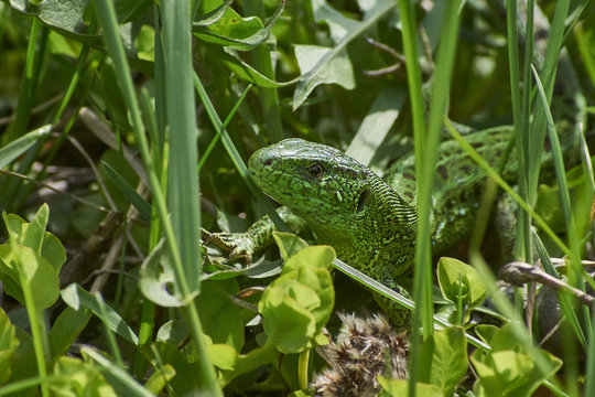 Green lizard basking in the spring sunshine.