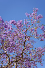 Blooming jacaranda tree against a plain blue sky