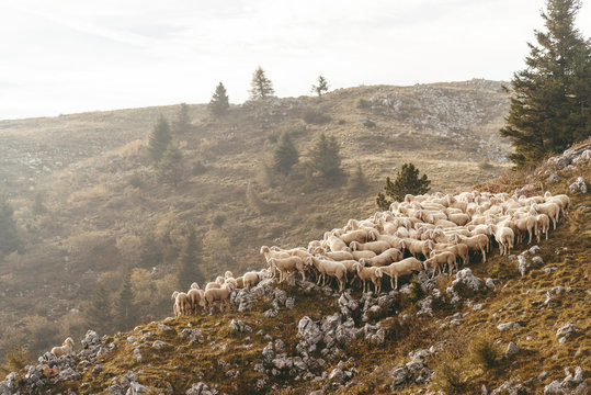 Schafherde im Sonnenaufgang auf dem Monte Baldo