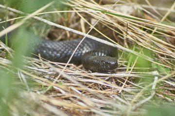 Poisonous black adder  in the Forest.