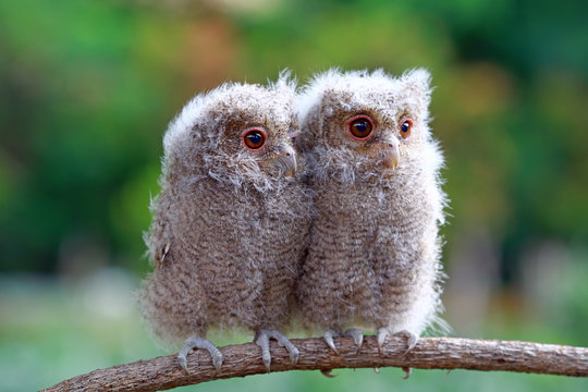 Two owlets on a branch, Indonesia