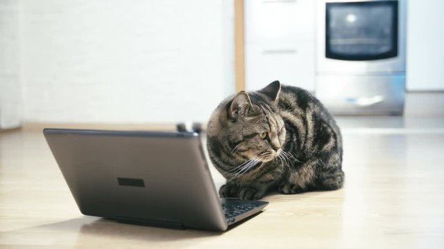 Cute British cat on the laptop PC 4K. Long static shot of black and brown striped cat sit on the home floor with a laptop computer in front.