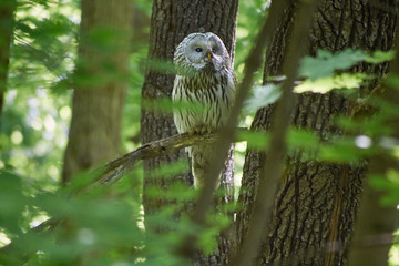 Owl on the branches of a tree