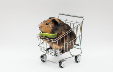 Guinea pig sitting in a shopping cart on isolated background