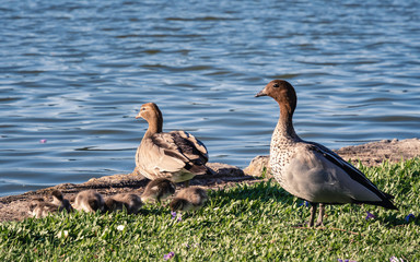 Australian Wood Ducks with their chicks