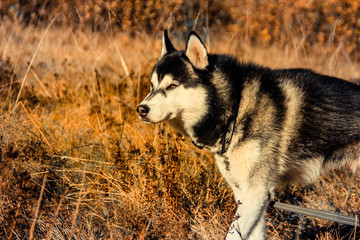 The Siberian Husky travels to the Ukrainian Carpathians. Mountain Range. Black and white dog Cute Husky