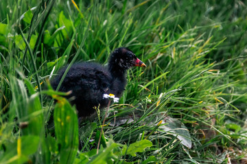 Poule d'eau bébé