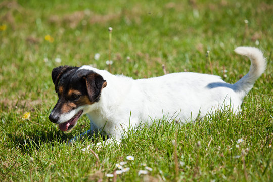 Jack Russell Terrier laying in grass
