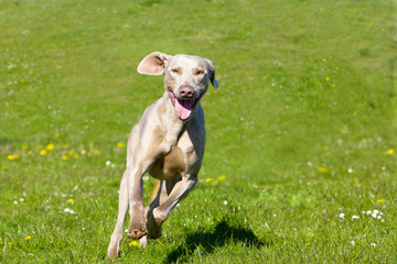 Weimaraner running across field towards the camera