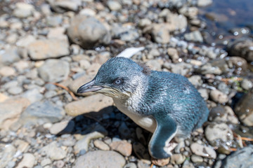 Blue Penguin 