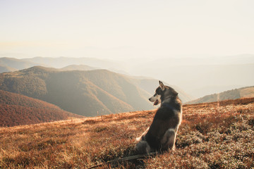 The Siberian Husky travels to the Ukrainian Carpathians. Mountain Range. Black and white dog Cute...