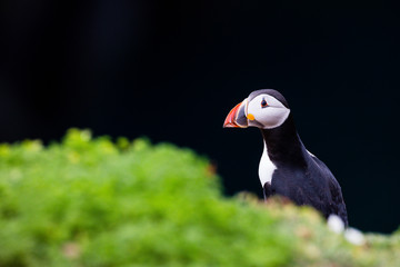 24th May 2015, Pembrokeshire, Wales. Atlantic puffin against black background.
