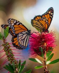 Monarch