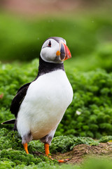 24th May 2015, Pembrokeshire, Wales. Atlantic puffin against foliage.