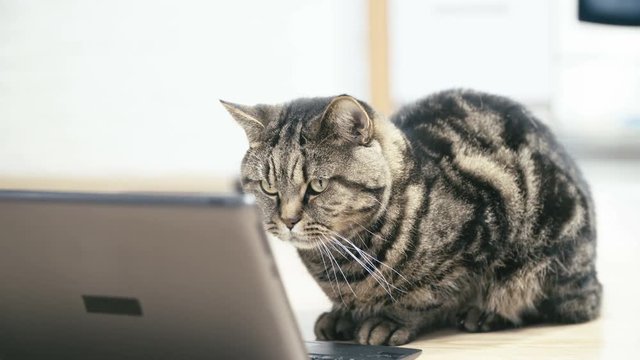 Cute British cat reading an article on the internet 4K. Long static shot of black and brown striped cat sit on the home floor with a laptop computer in front.