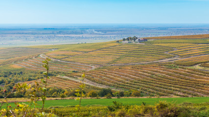 Fototapeta na wymiar Vineyard landscape in Romania