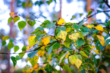 autumn tree branch