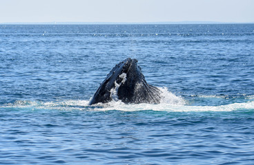 Whale mouth - Cape Cod, MA 2018