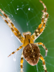 London, UK. Garden spider (Araneus diadematus) on web against green background.