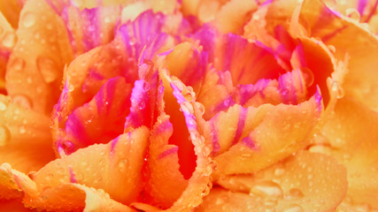 Multicolored carnation macro detail