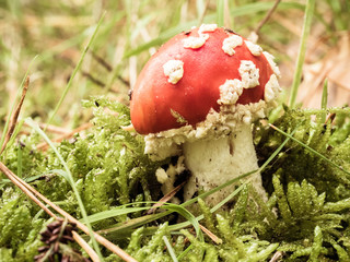 mushroom in the forest