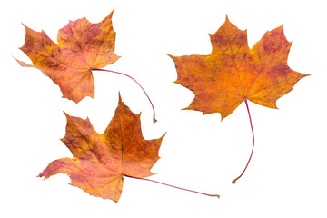 Isolated Maple Leaves set