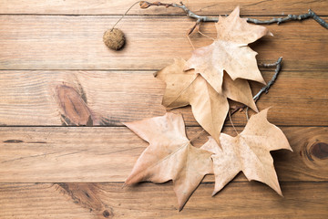 Branch with autumn leaves on background of wooden boards
