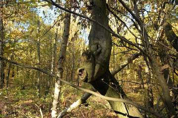 Obraz premium baumgeist