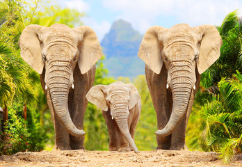 Afrikanische Buschelefanten - Familie Loxodonta africana, die auf der Straße im Naturschutzgebiet spazieren geht. Gruß aus Afrika.