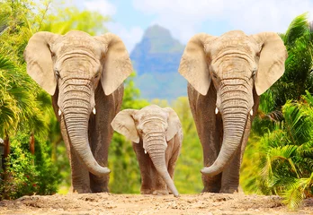 Wall murals Elephant African Bush Elephants - Loxodonta africana family walking on the road in wildlife reserve. Greeting from Africa.