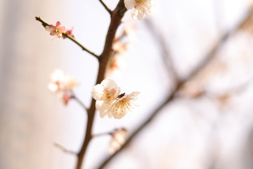 branch of willow