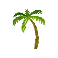 Tall palm tree with large bright green leaves. Tropical plant. Nature theme. Flat vector for summer postcard or advertising poster