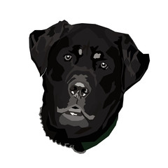 Vector illustration. Image of a dog's face. Black Labrador Retriever. 
