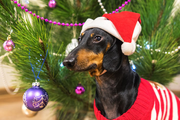 portrait of a dog breed dachshund, black and tan, wearing santa claus cap and sweater on the background of the Christmas tree