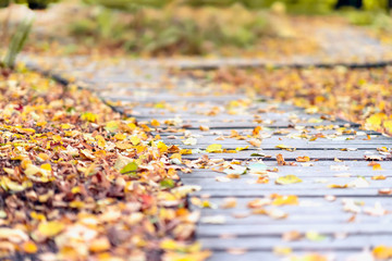 Autumn way. Picturesque wooden path in the park during a leaf fall